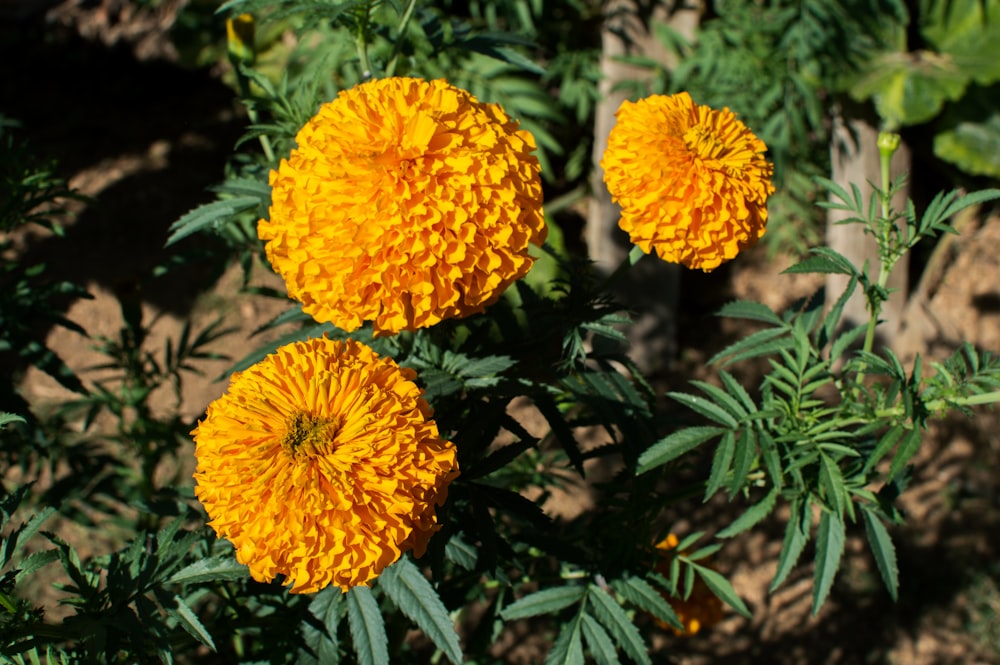 flor amarilla con hojas verdes