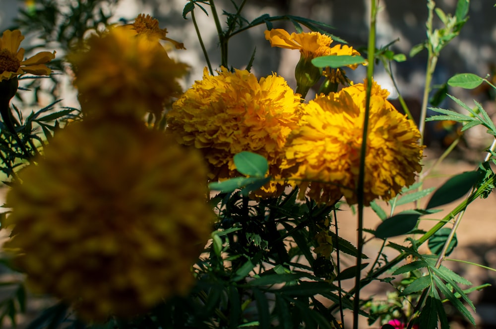 papillon vert sur fleur jaune