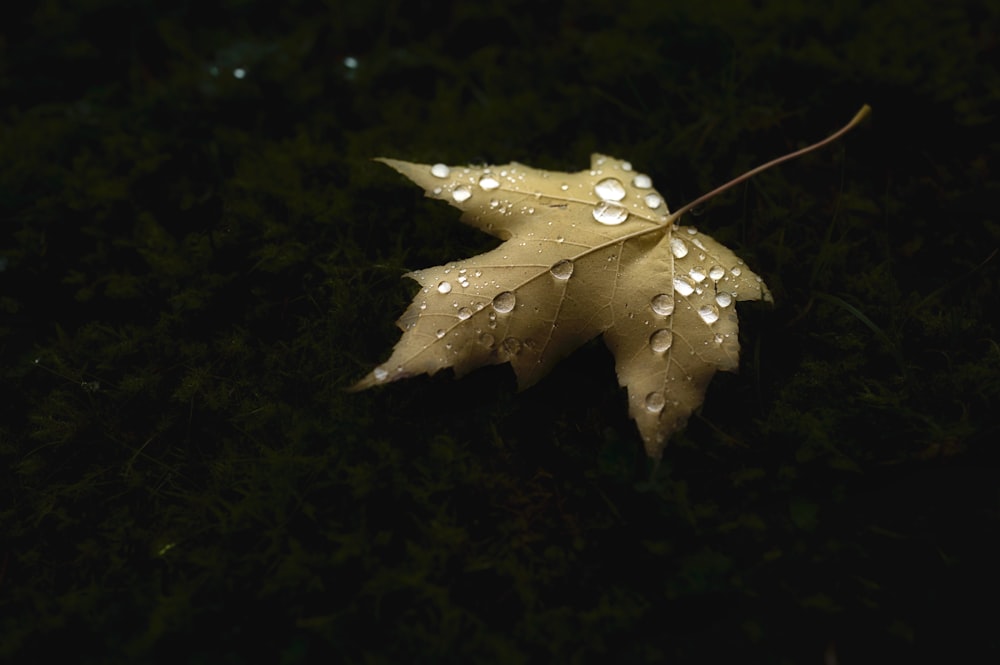 white and yellow star ornament