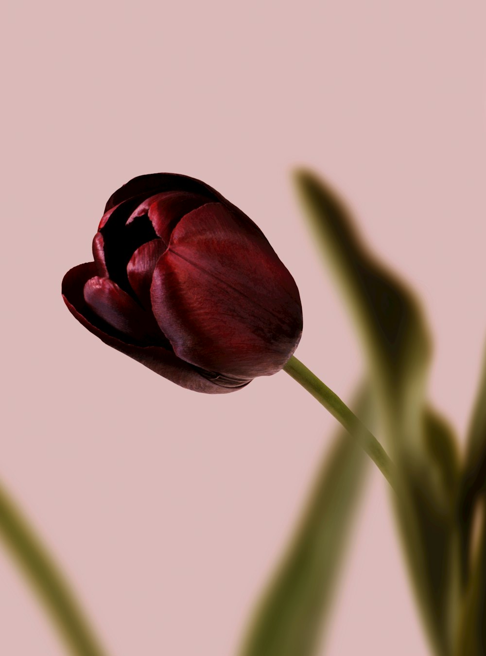 red tulip in bloom close up photo