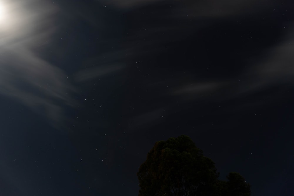 green trees under blue sky during night time