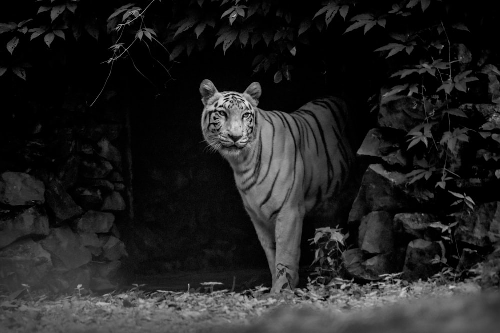 Photo en niveaux de gris d’un tigre marchant sur un sol enneigé