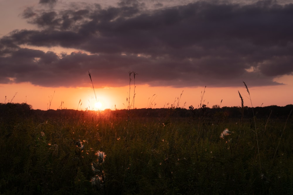 green grass field during sunset