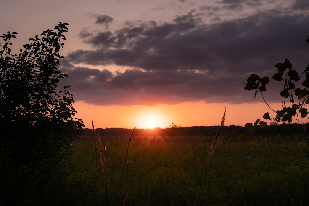 Campo de hierba verde durante la puesta de sol