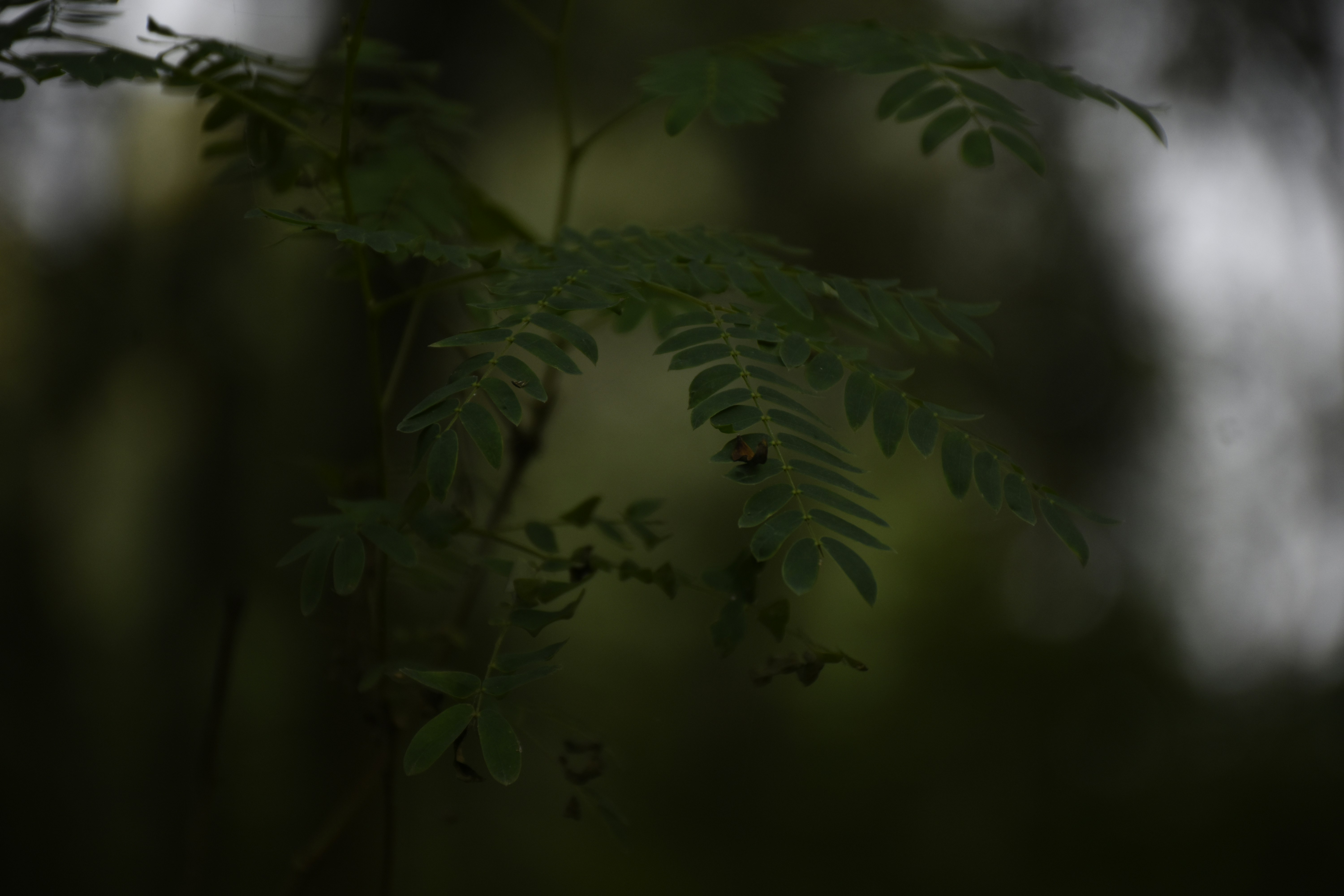 Photo by ojaswi_pratap