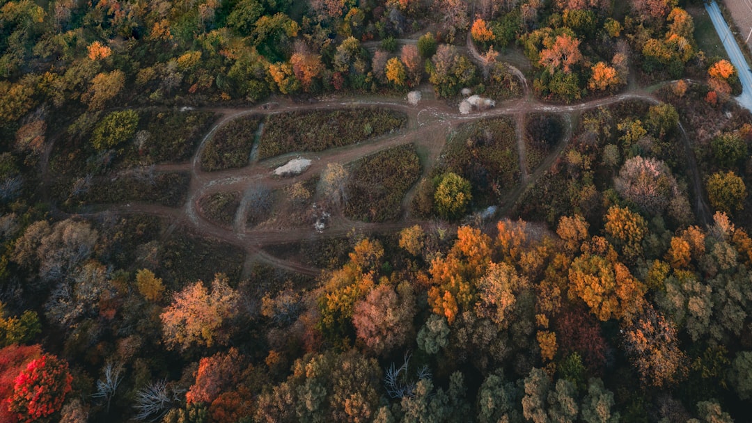 aerial view of trees and road