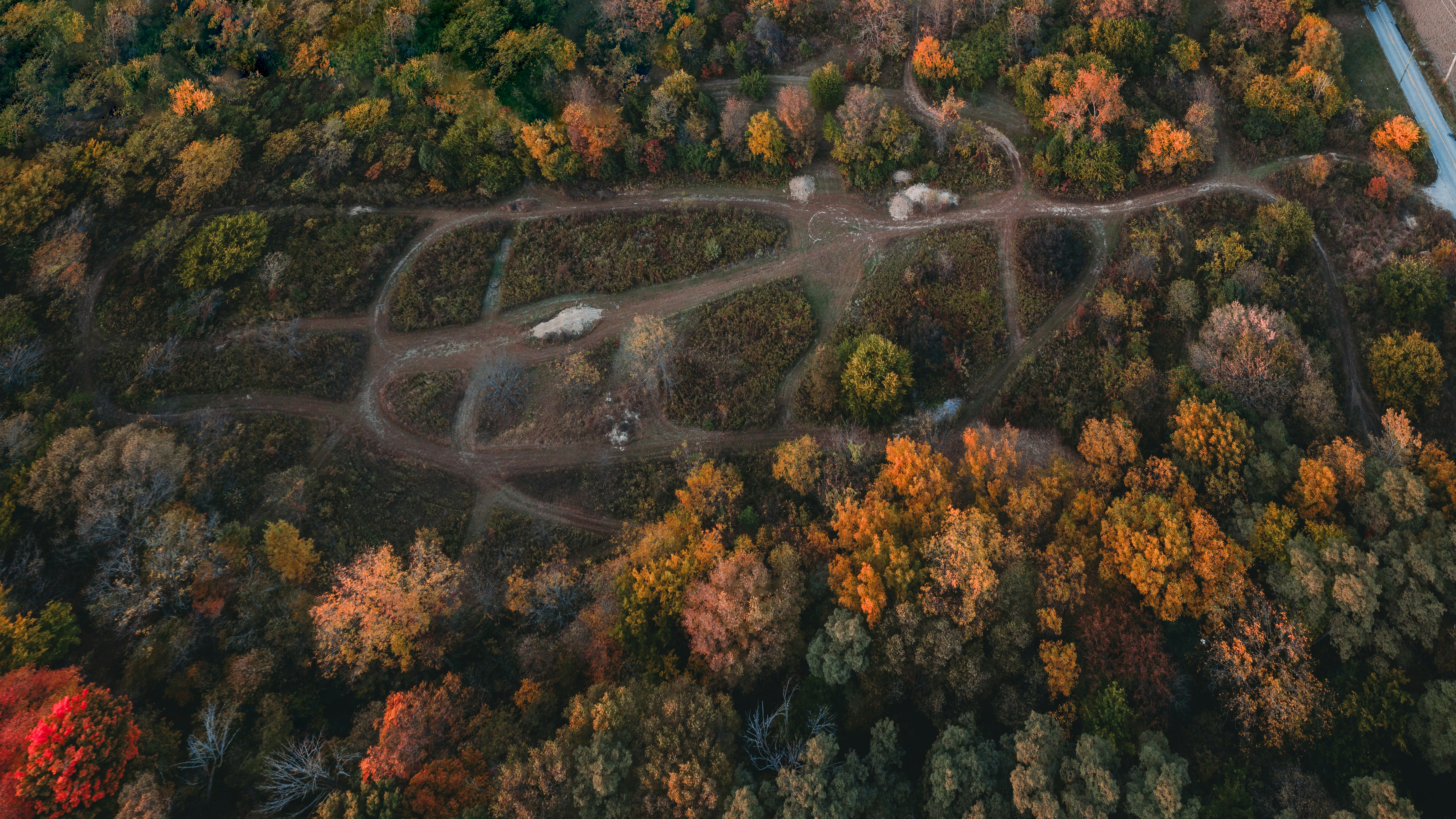 aerial view of trees and road