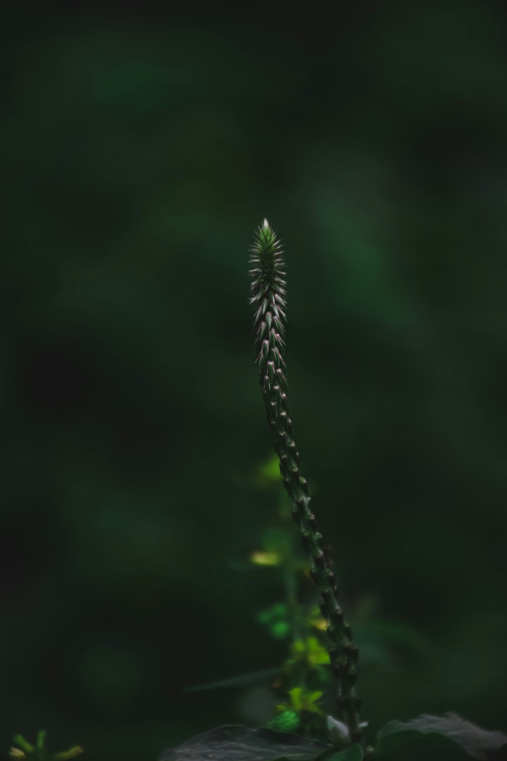 green plant in close up photography