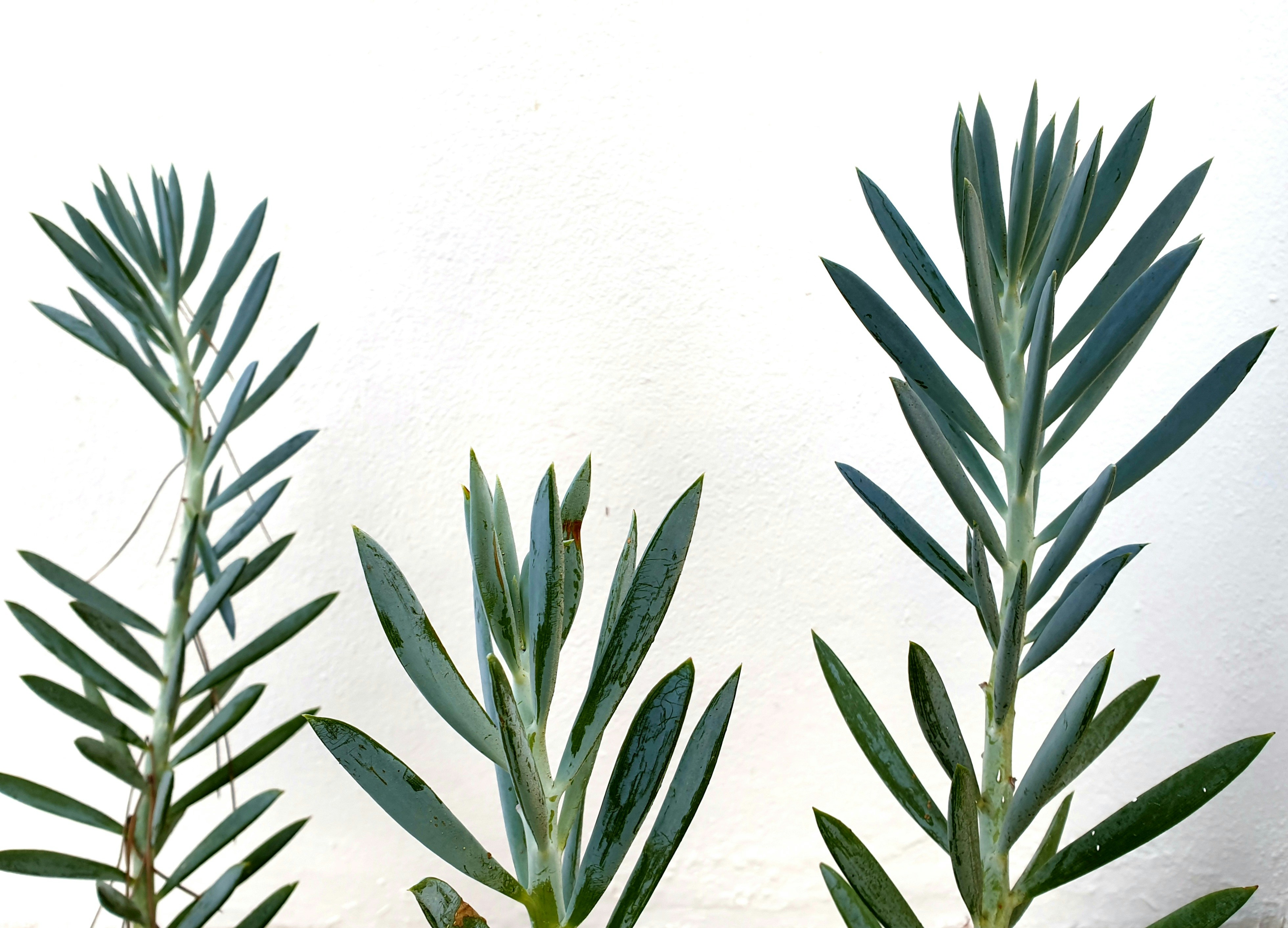 Photo by alphabetania