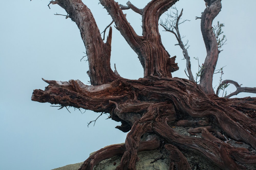 brown tree branch during daytime