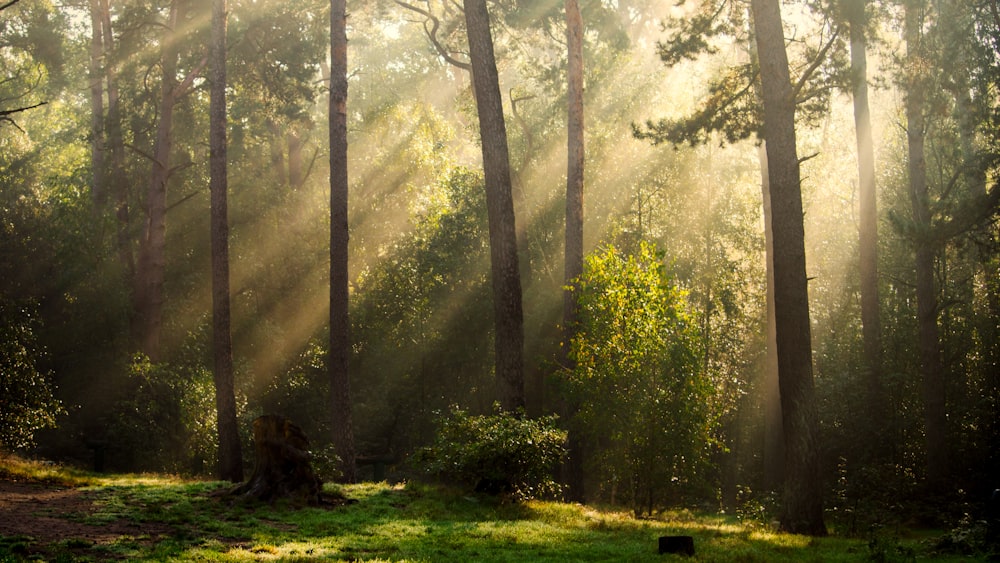 arbres verts sur un champ d’herbe verte pendant la journée