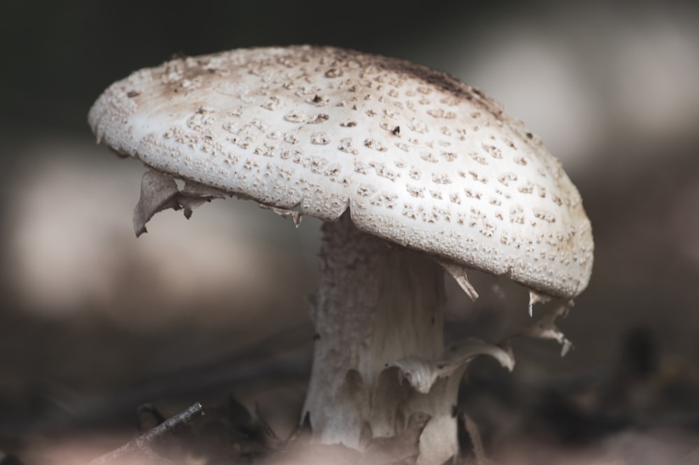 white and brown mushroom in close up photography