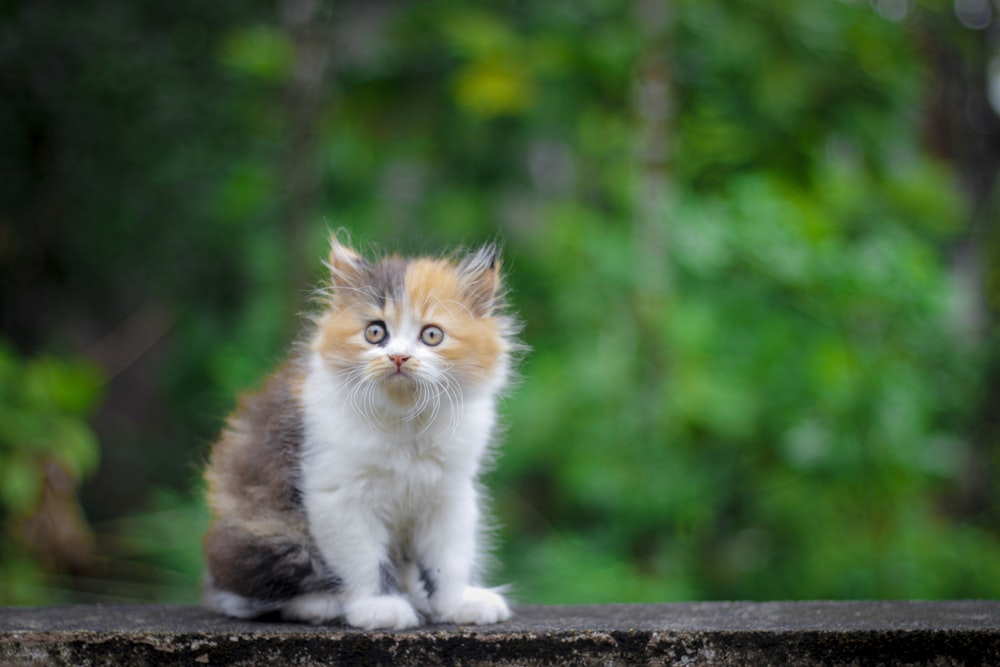 灰色のコンクリート表面に白と茶色の猫