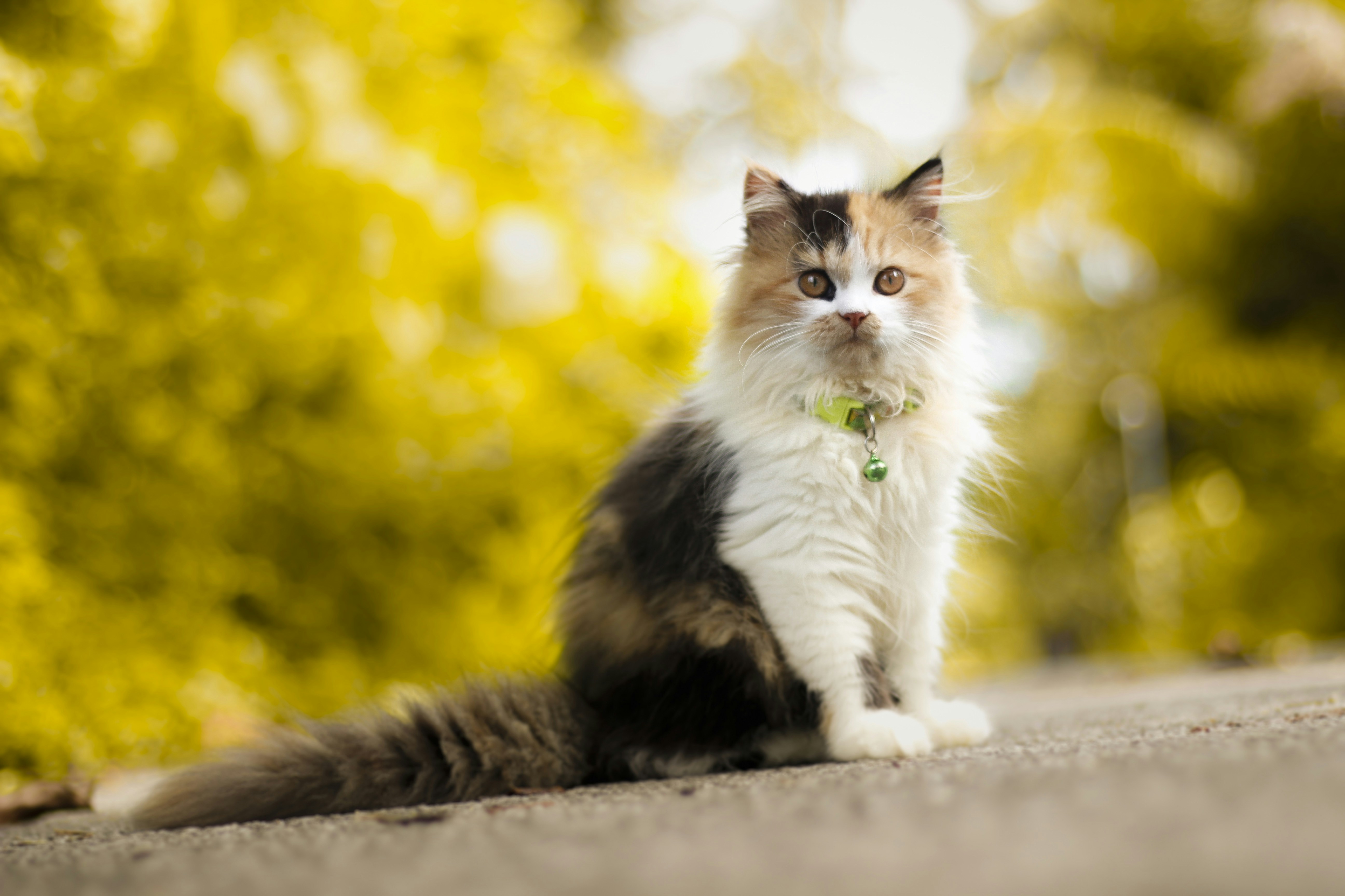 white and black cat on gray concrete surface