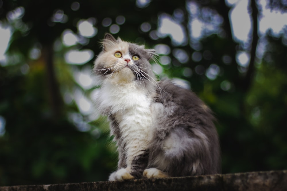 white and black long fur cat