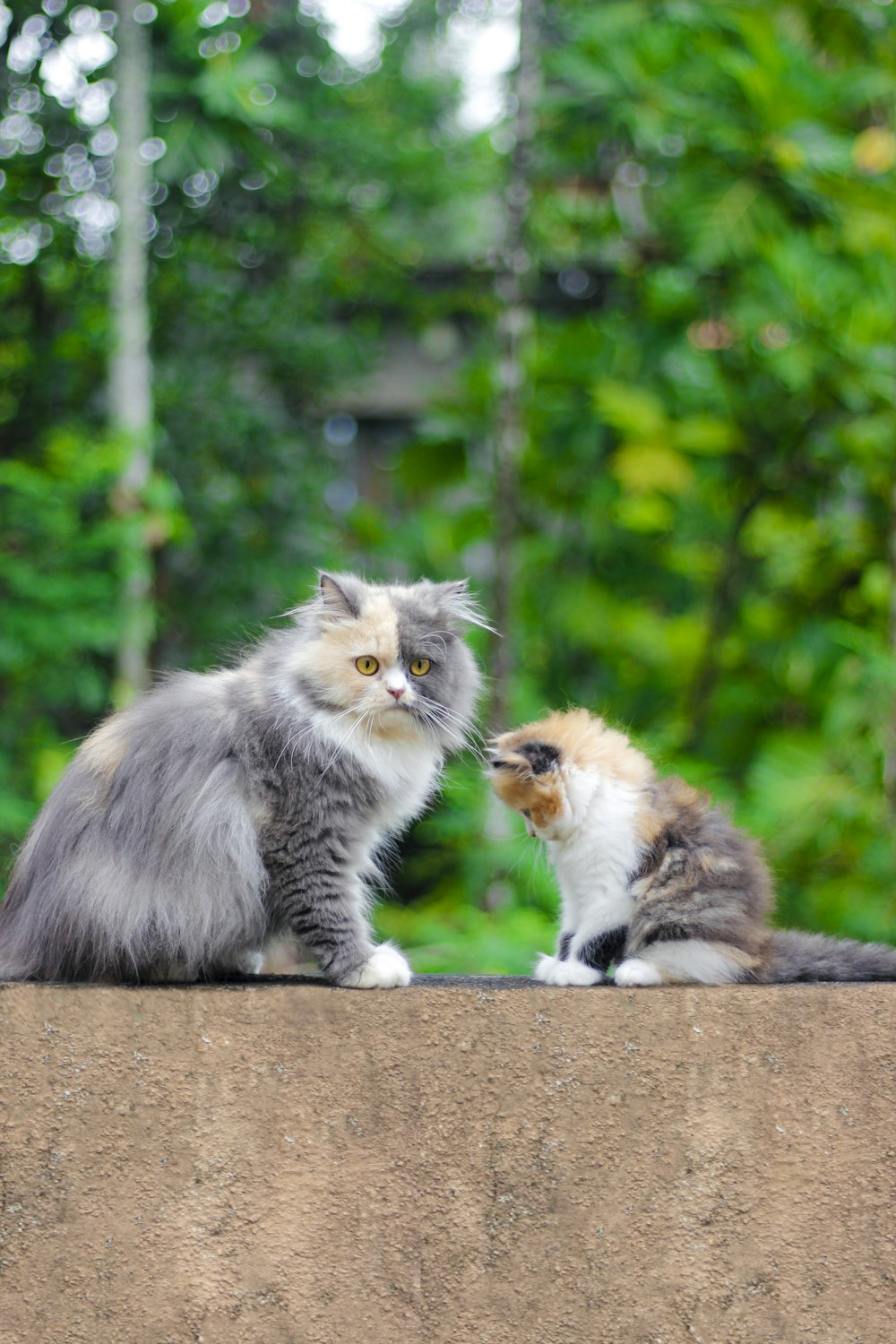 灰色のコンクリートの床に白と灰色の猫