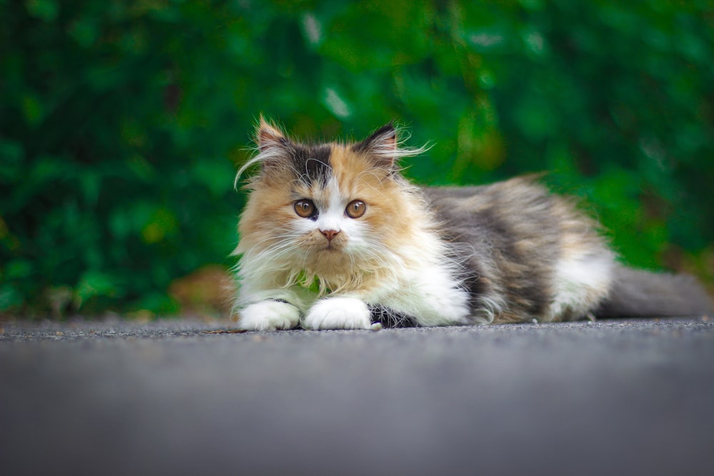 white and brown cat on gray concrete surface