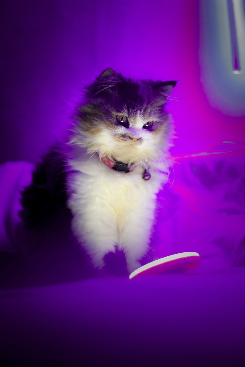 white and black cat on purple textile