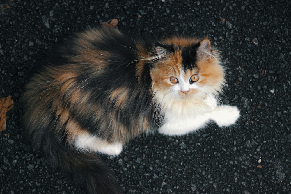 brown white and black cat