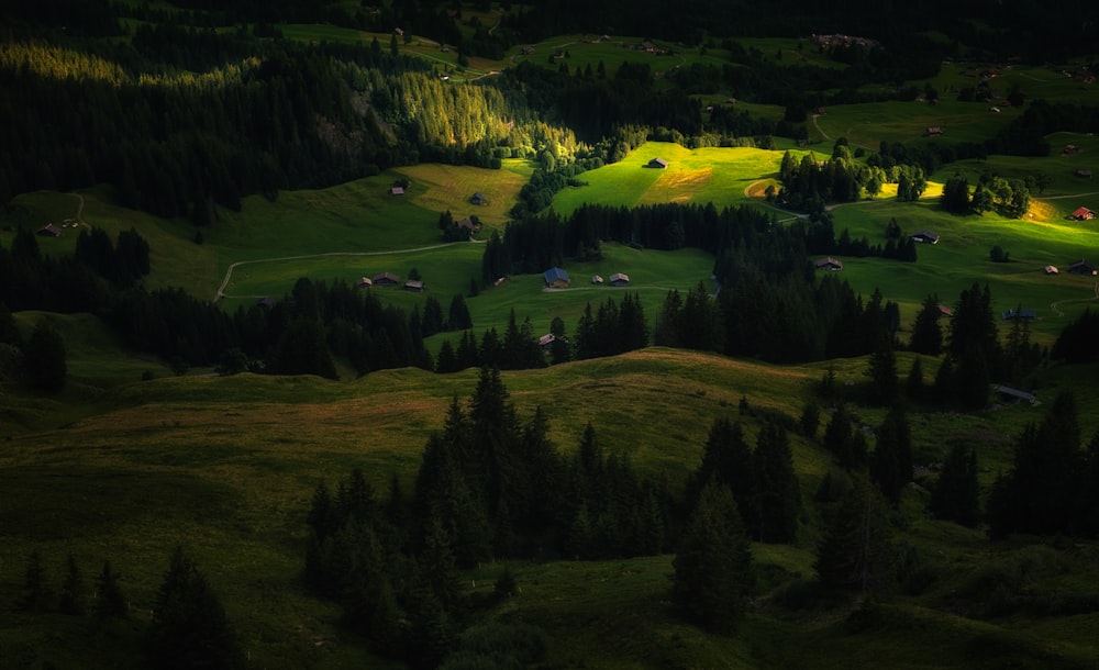 green grass field and trees