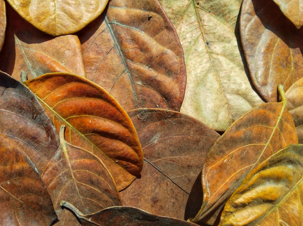 Dried Leaves 