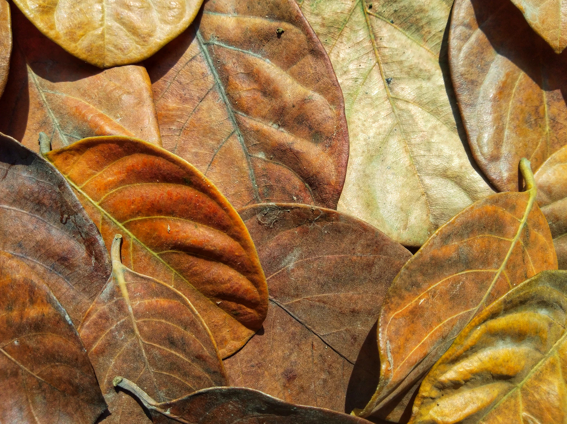 brown and green leaves during daytime