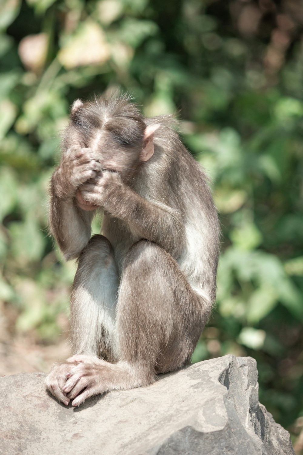 brown monkey on brown wooden log during daytime