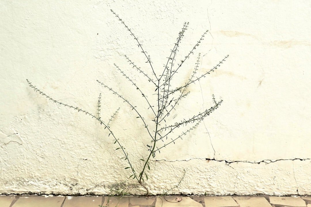 leafless tree on white wall