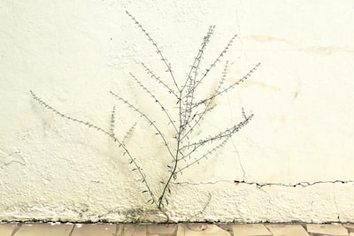 leafless tree on white wall gambia zoom background