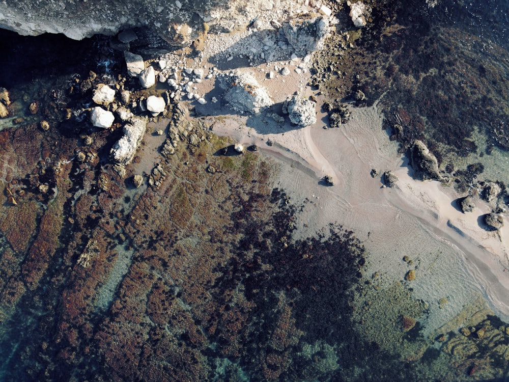 aerial view of green trees and white sand