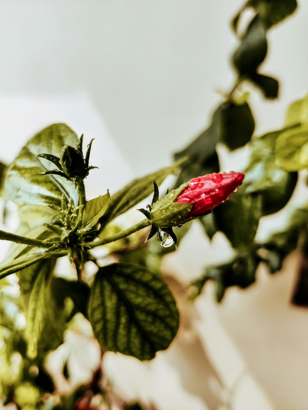 red flower bud in close up photography