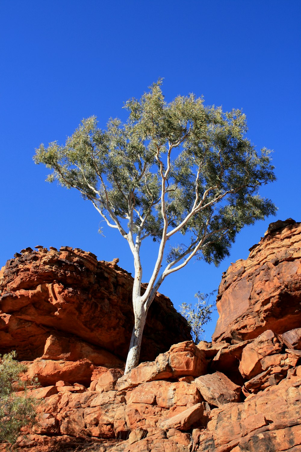 green tree on brown rock formation during daytime