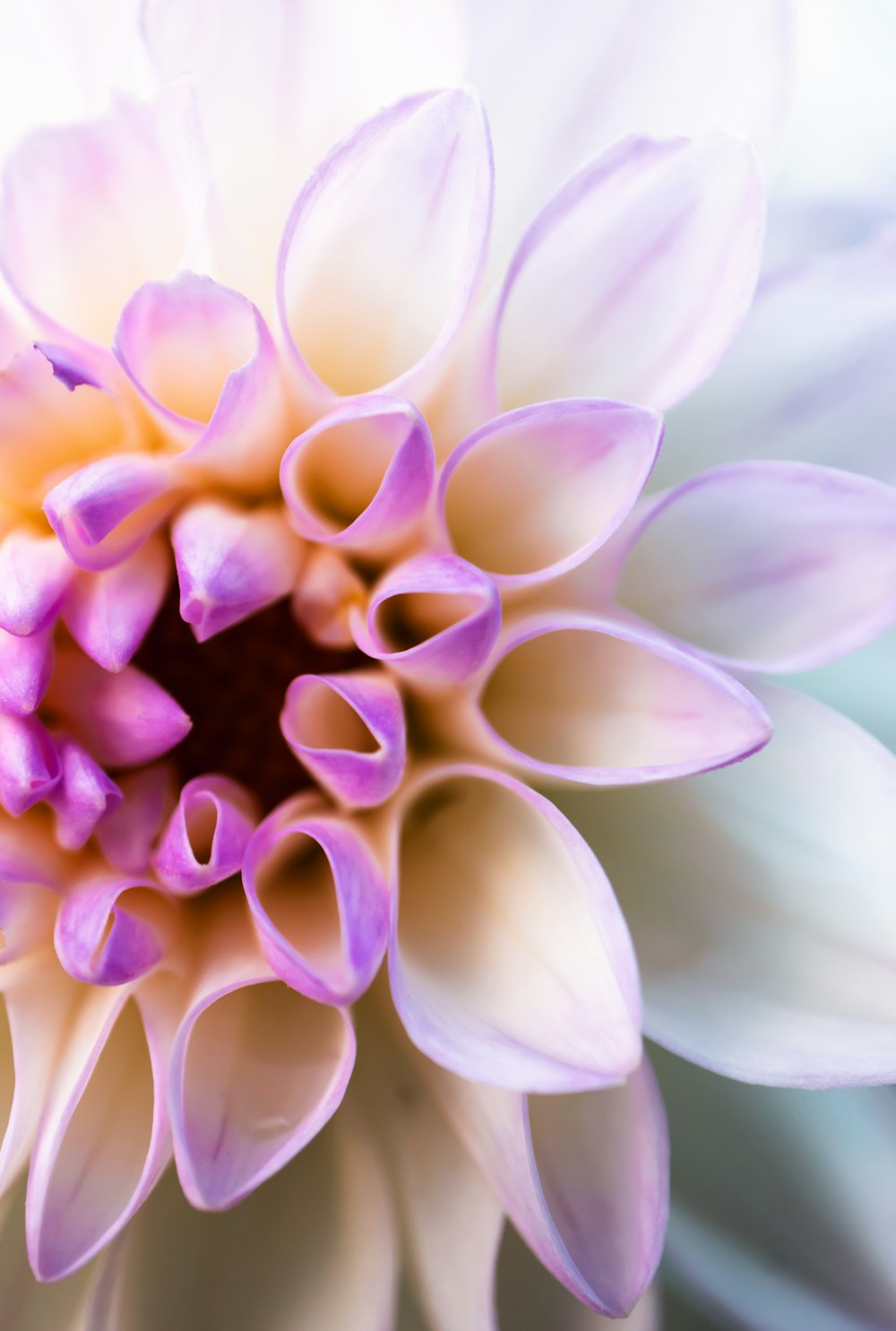 yellow and purple flower in macro photography