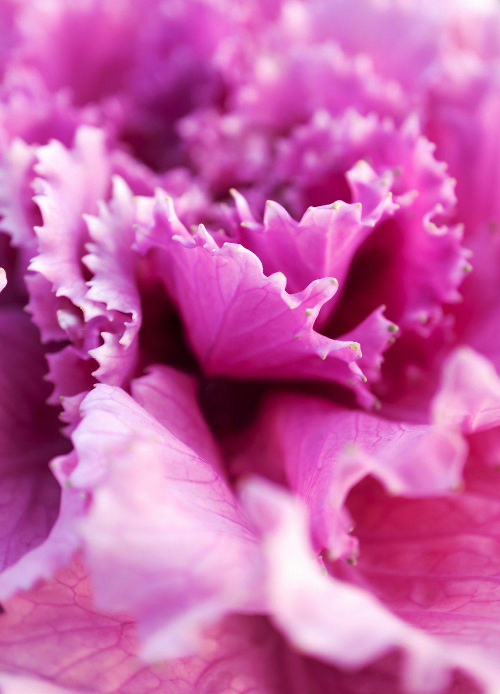 purple flower petals in close up photography