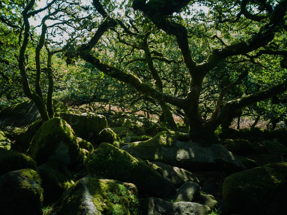 green trees on rocky ground during daytime