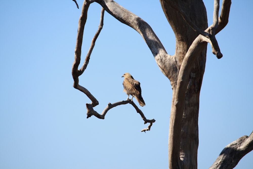 brown bird on brown tree branch during daytime