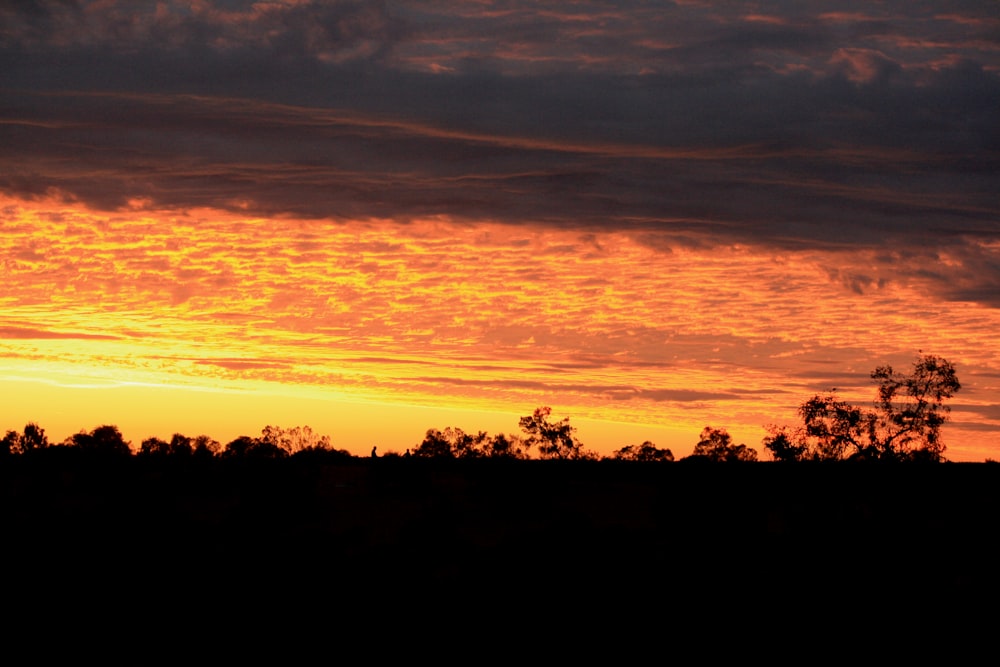 silhouette of trees during sunset