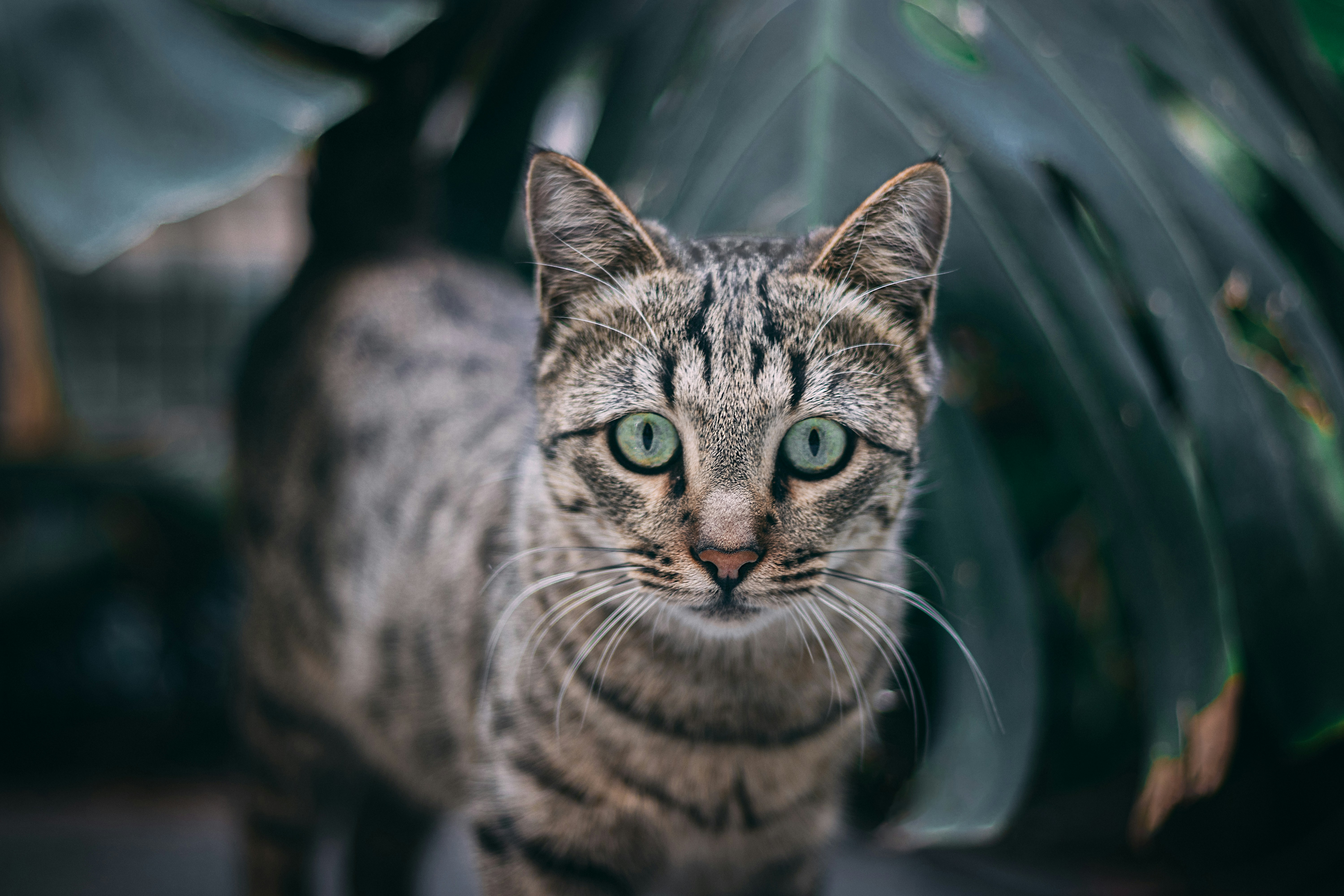 Photo by itshopelessfox