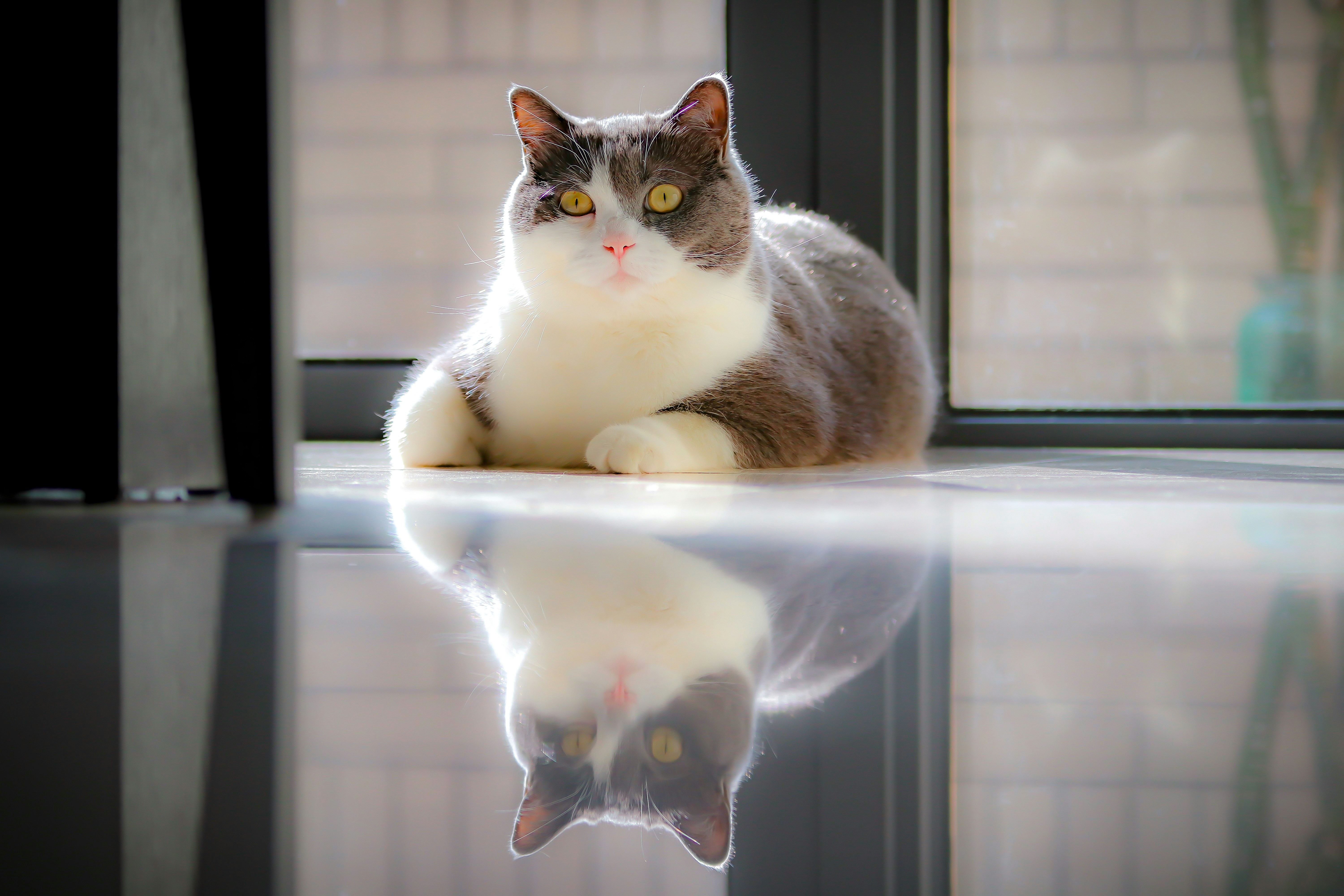 Stunning Yet Subtle Grace (image credits: unsplash)