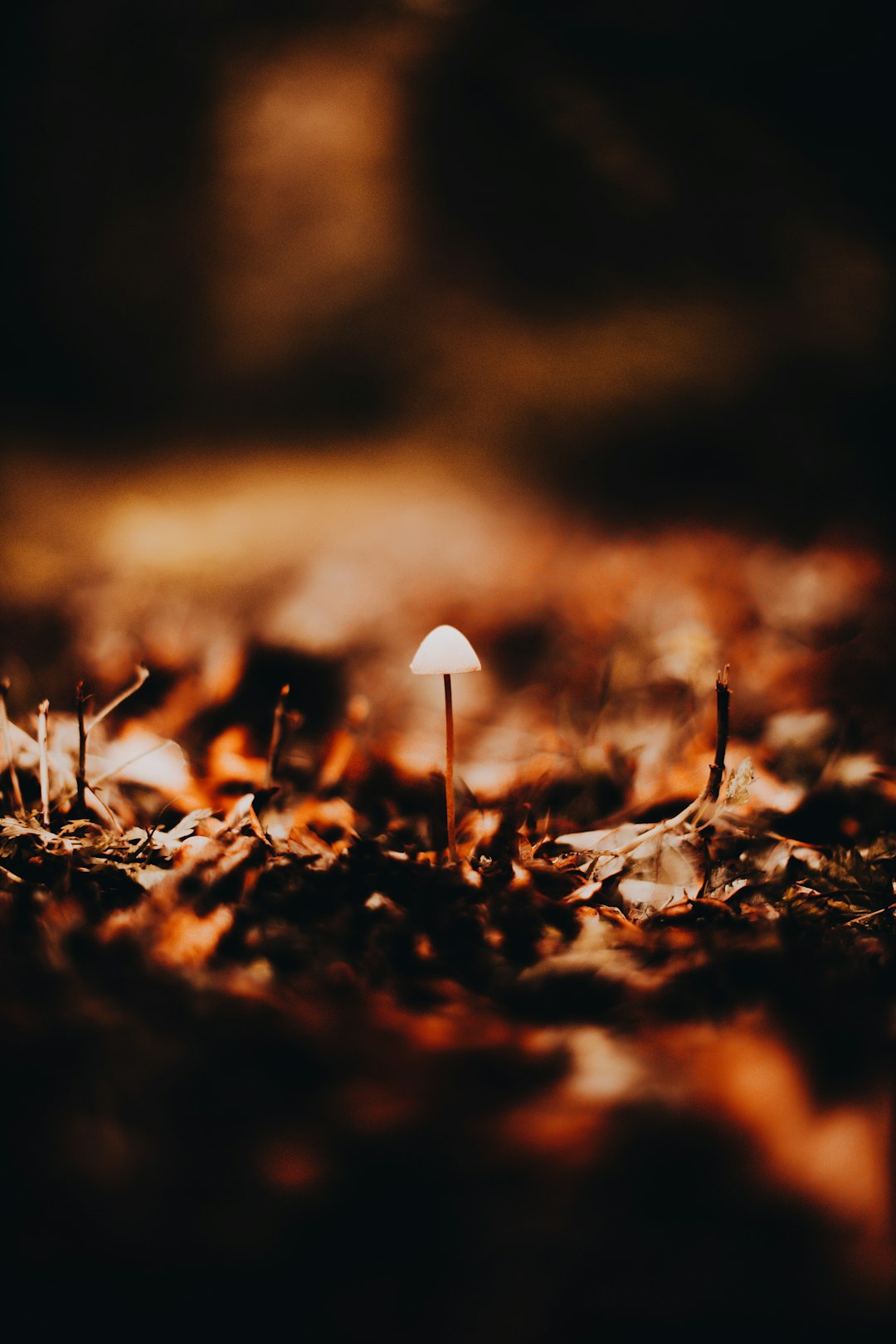 white mushroom on brown dried leaves