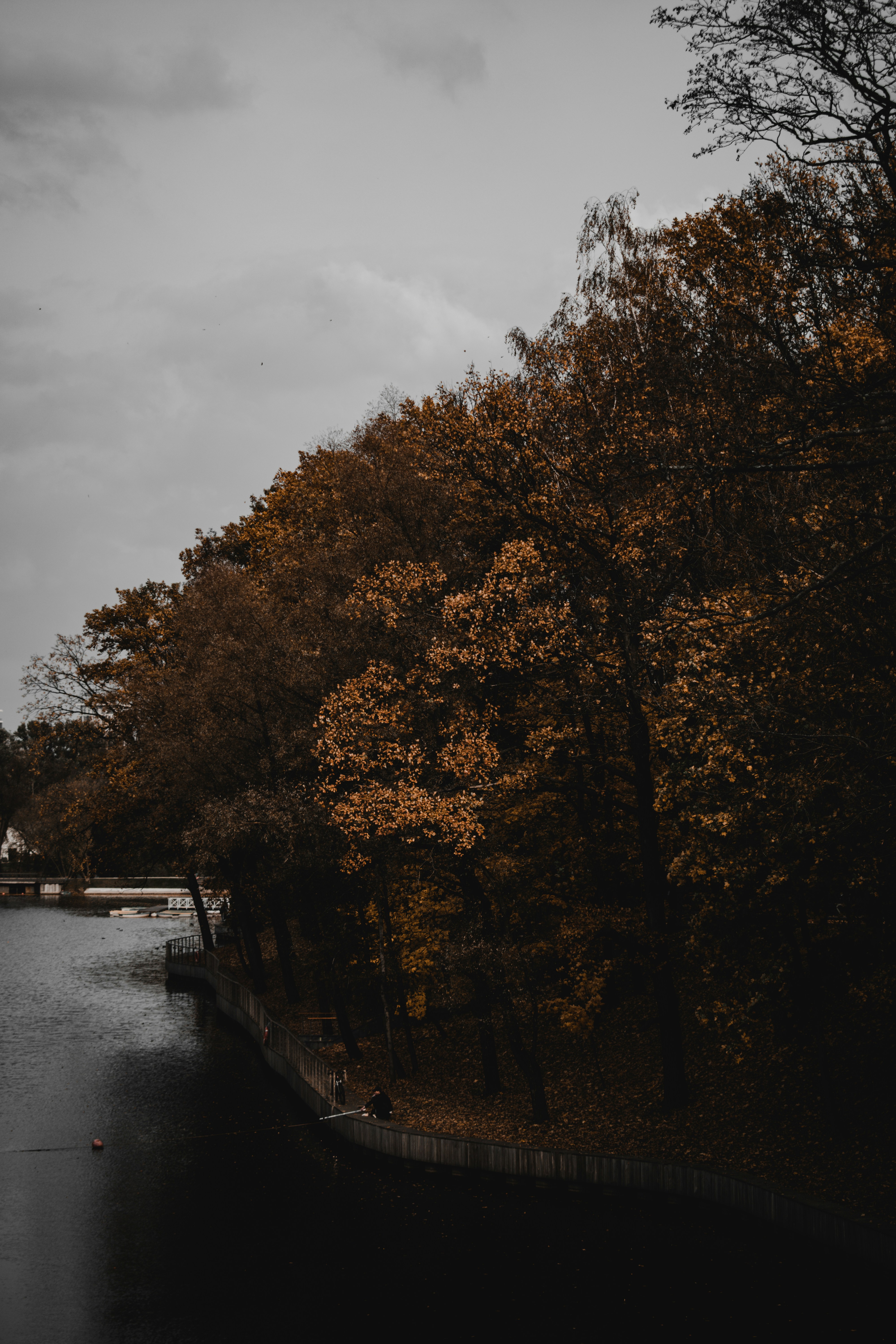 brown trees beside river under cloudy sky during daytime