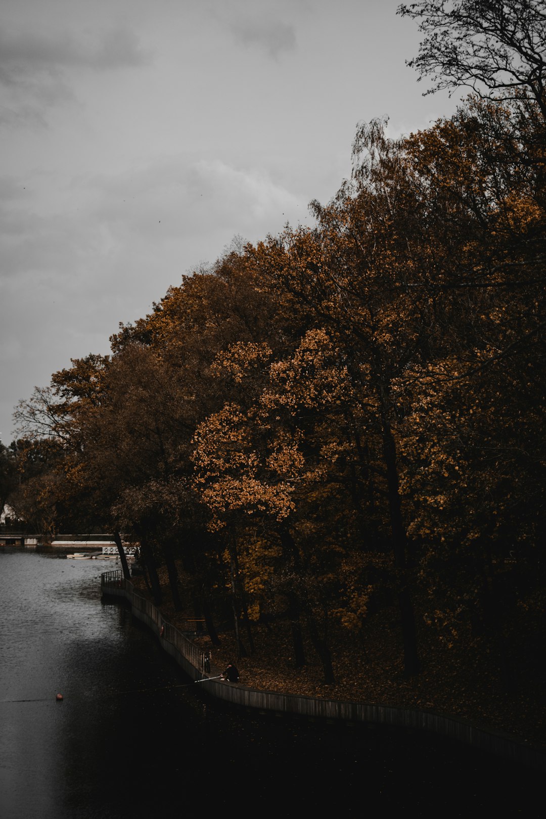 brown trees beside river under cloudy sky during daytime