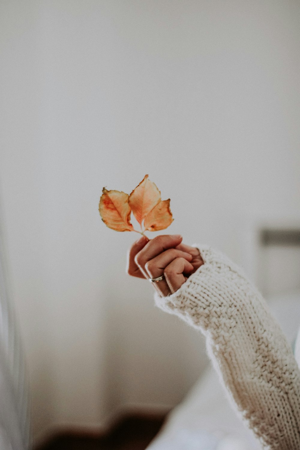 woman in white knit sweater holding brown flower