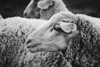 grayscale photo of sheep with long horn