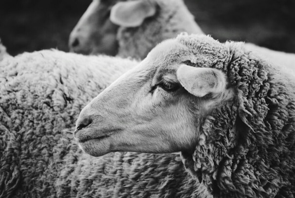 grayscale photo of sheep with long horn