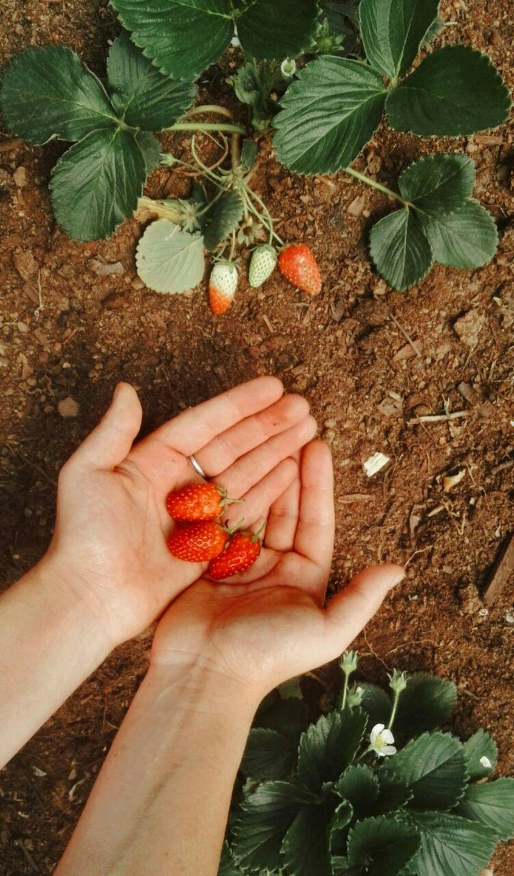 strawberries on persons hand