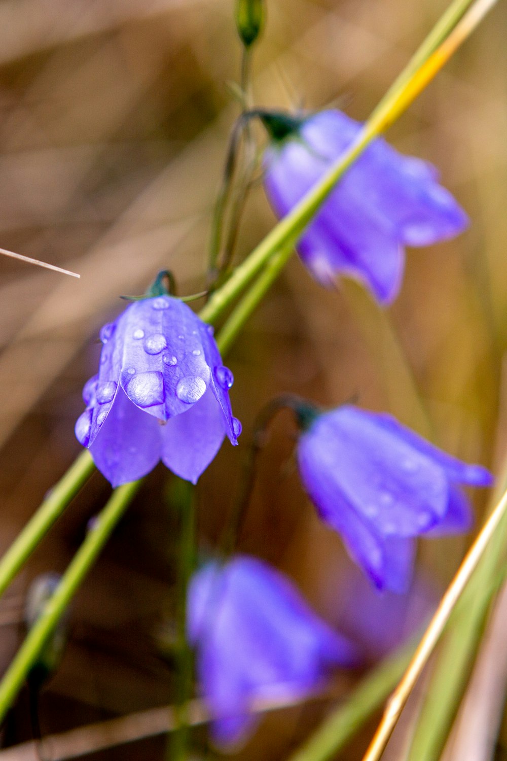 purple flower in tilt shift lens