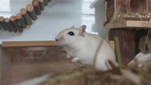 A small white gerbil is standing upright on its hind legs, surrounded by a habitat that includes a wooden house, bedding, and a wooden bridge. The background reveals part of its enclosure with hay and wooden structures.
