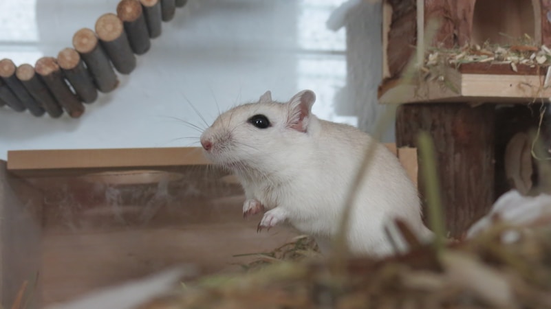 Essential Guide to Gerbil Care and Habitats