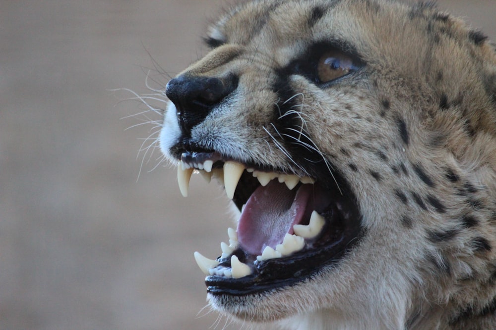 brown and black cheetah face